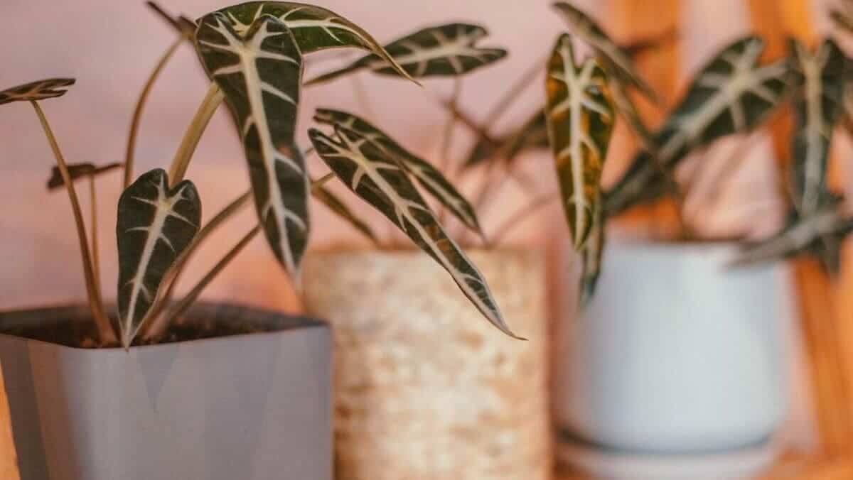 alocasia-piccolini-guia-para-cultivar-essa-beleza-tropical-em-casa