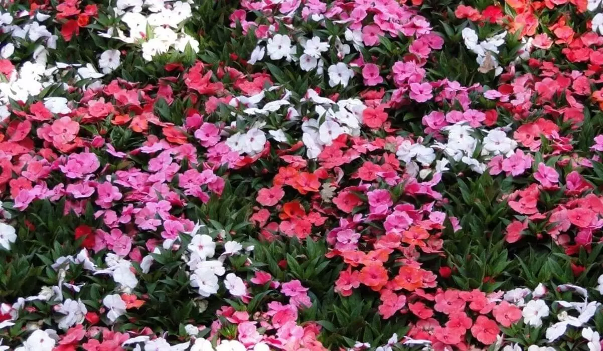 beijo-pintado-impatiens-hawkeri