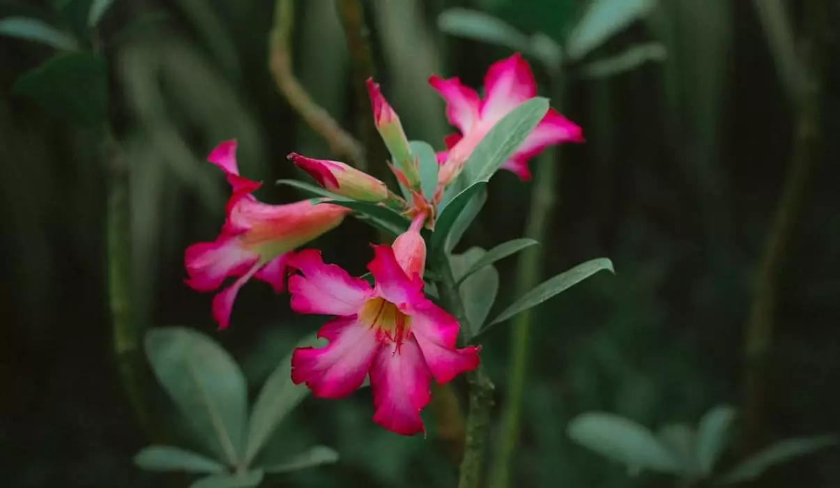 como-fazer-muda-da-rosa-do-deserto